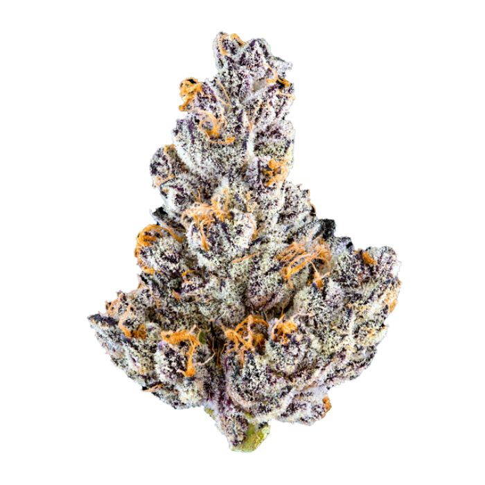French Lotus (Hybrid) - Top Shelf Flower